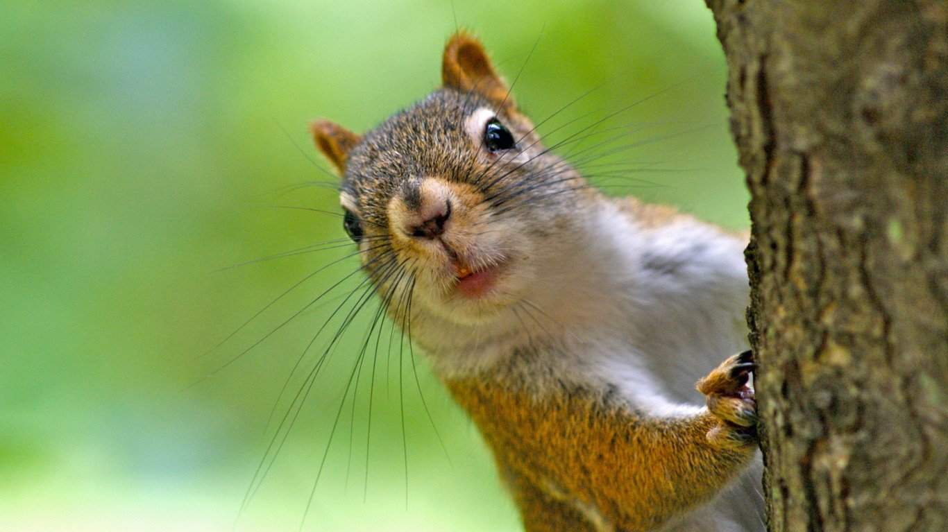Squirrel Soup