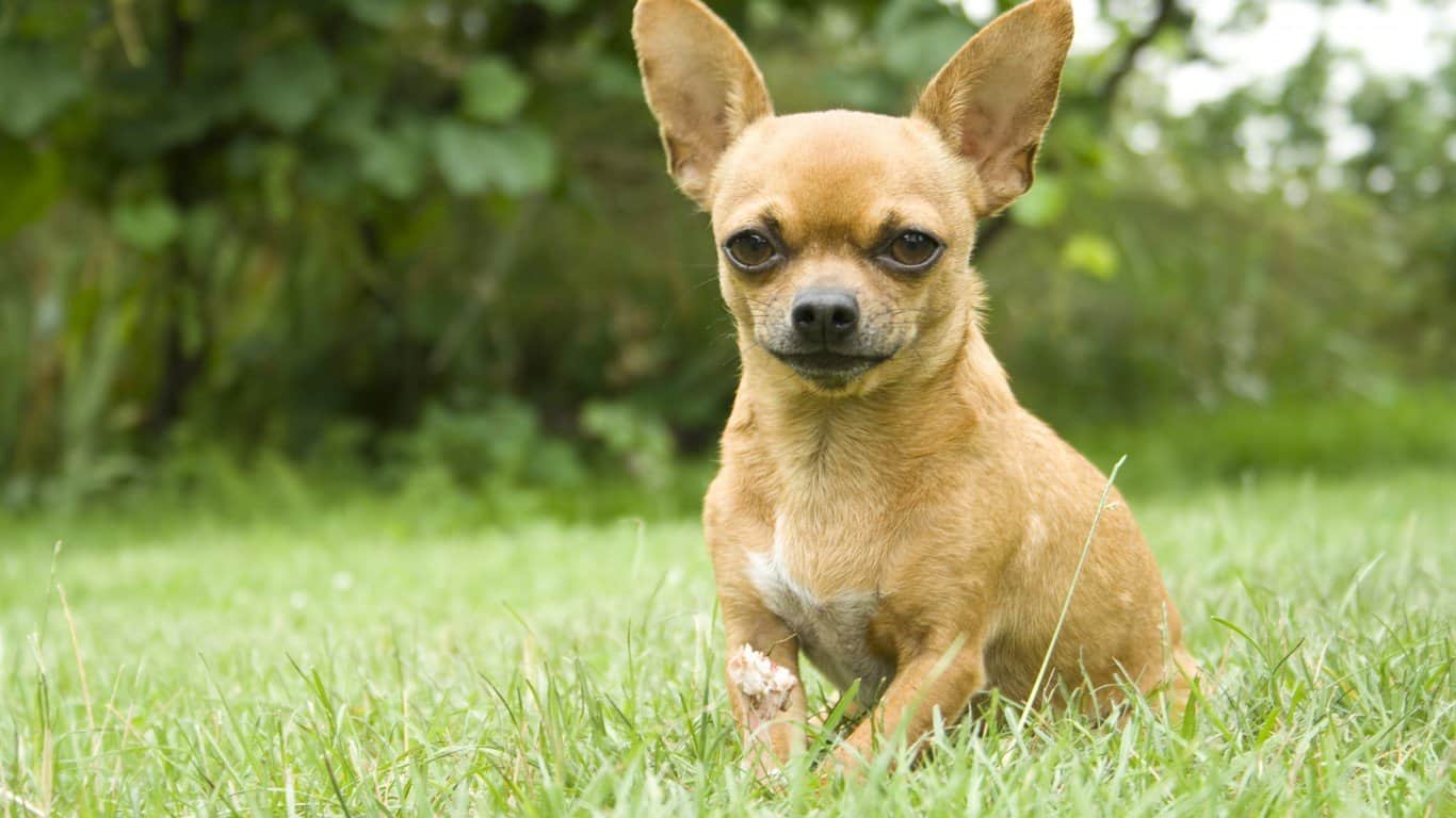 7. Chihuahua