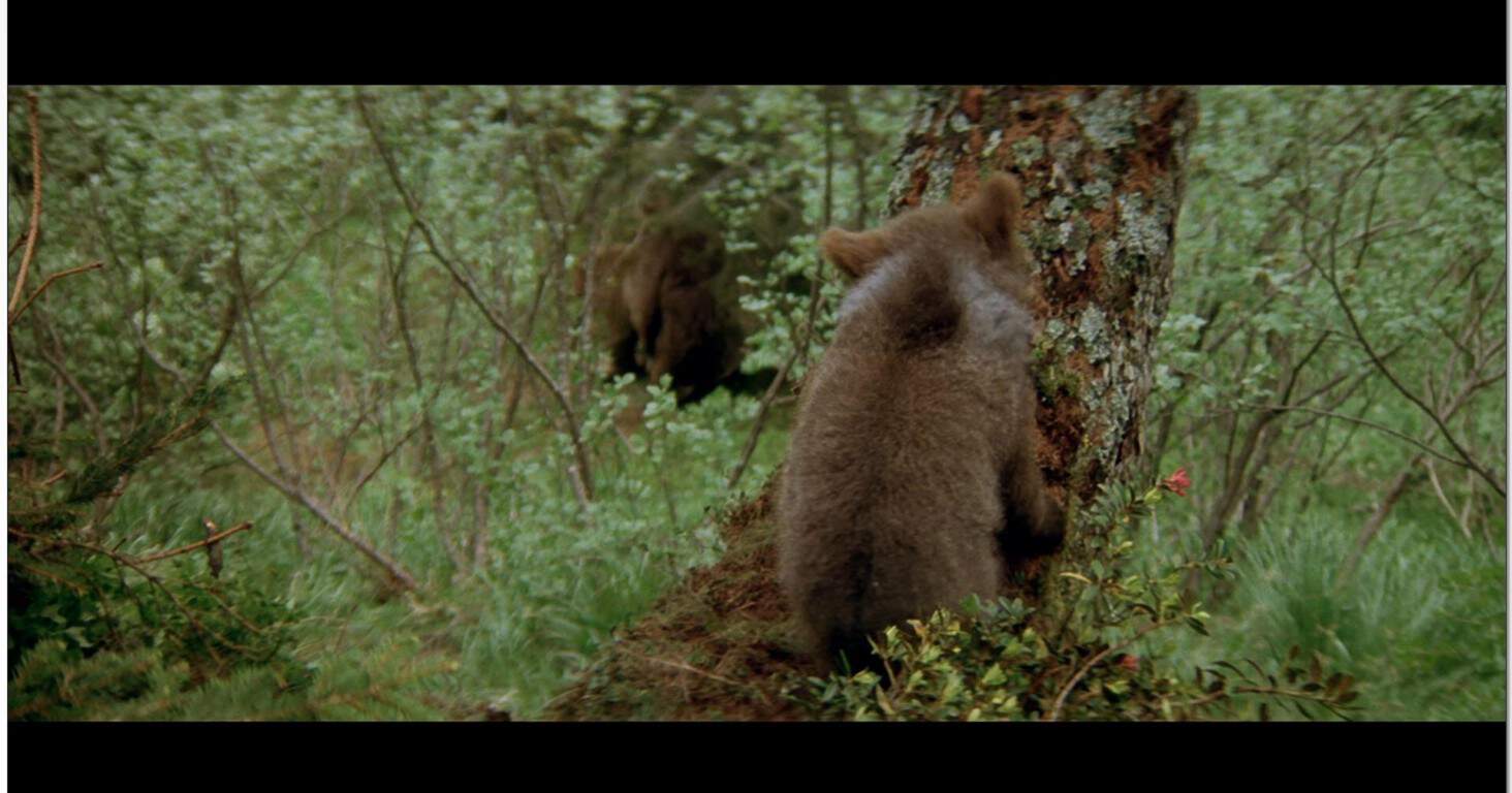 21. The Bear (1988)