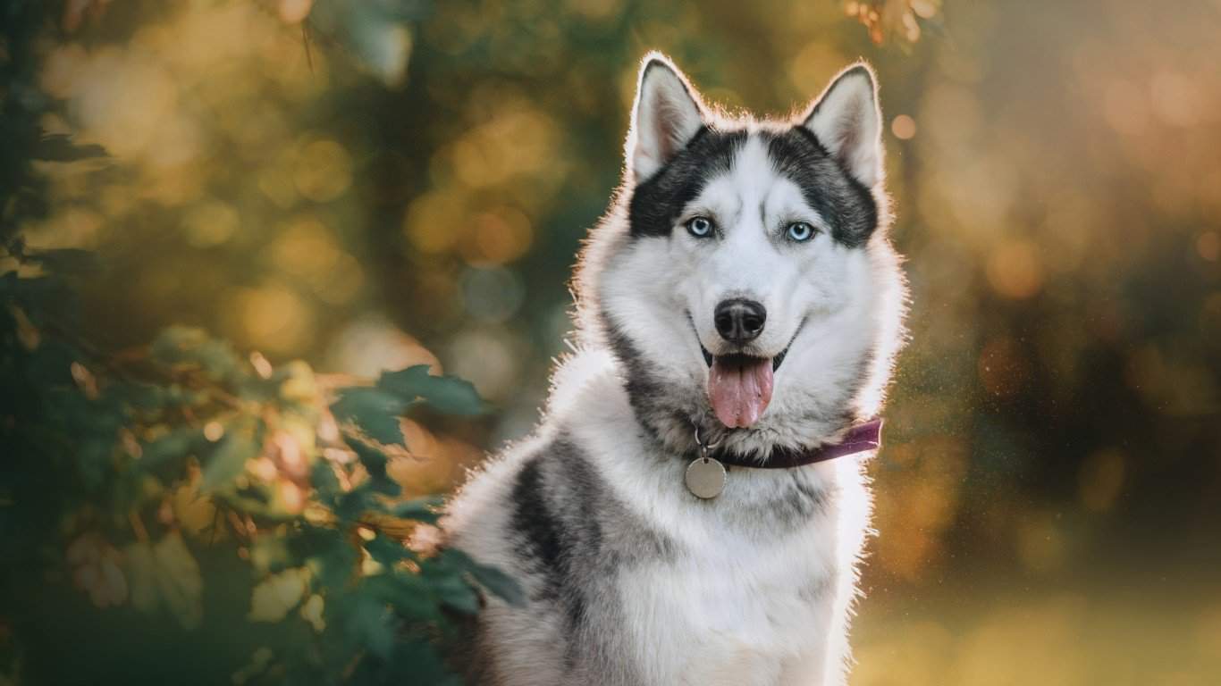 16. Siberian Husky