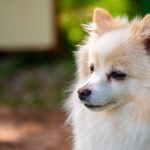 14. German Spitz Mittel