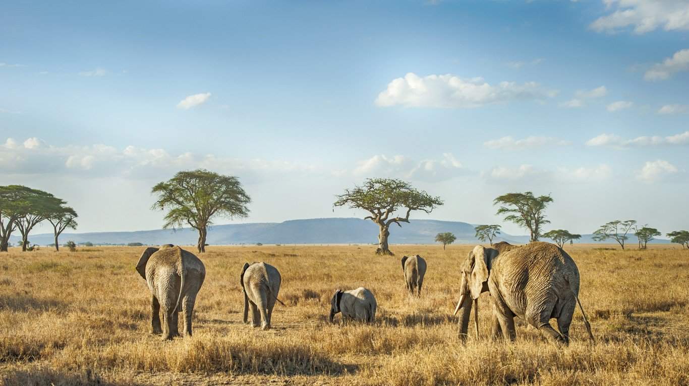 Elephant