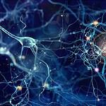 A Sand Grain-Size Piece of Brain Contains 100,000 Neurons