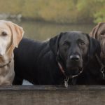 1. Labrador Retriever