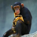 Chimpanzee