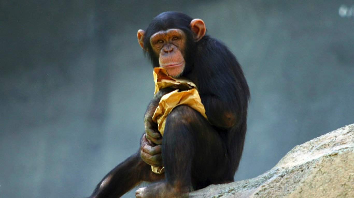 Chimpanzee