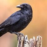 Crow