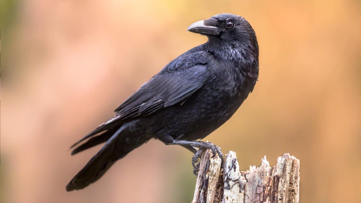 Crow