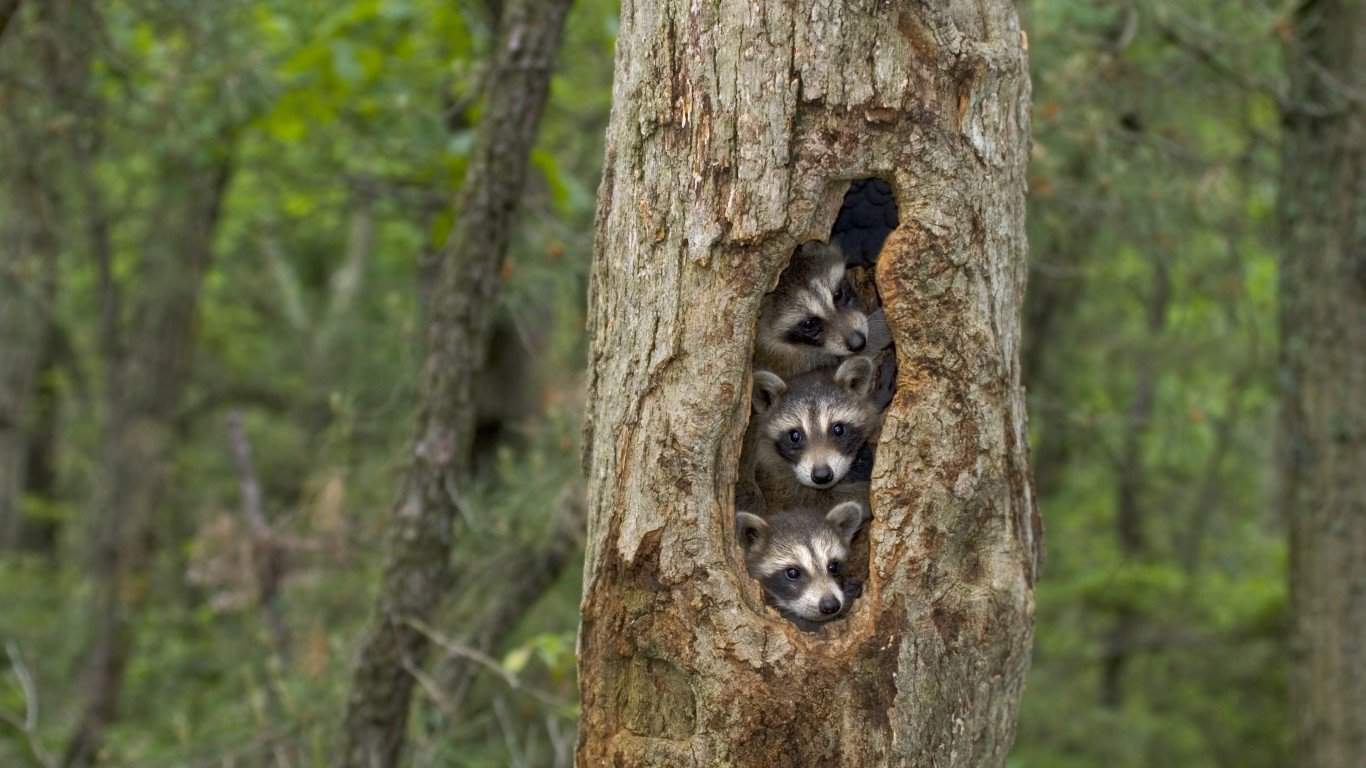 Racoon