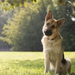3. German Shepherd