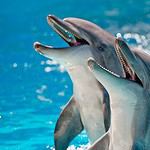 Dolphin