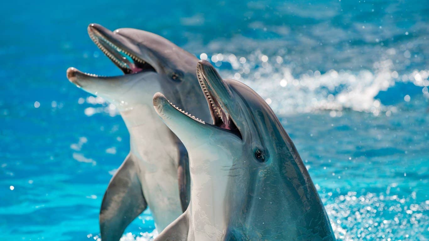 Dolphin