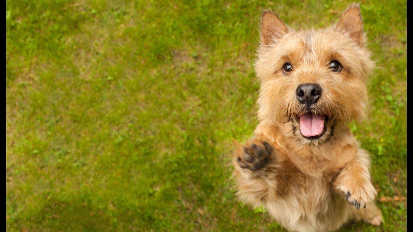 15. Norwich Terrier