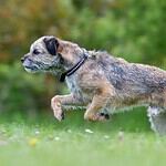 9. Border Terrier