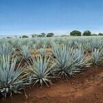 Jalisco New Generation Cartel