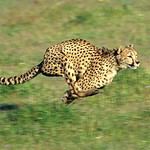 Speed