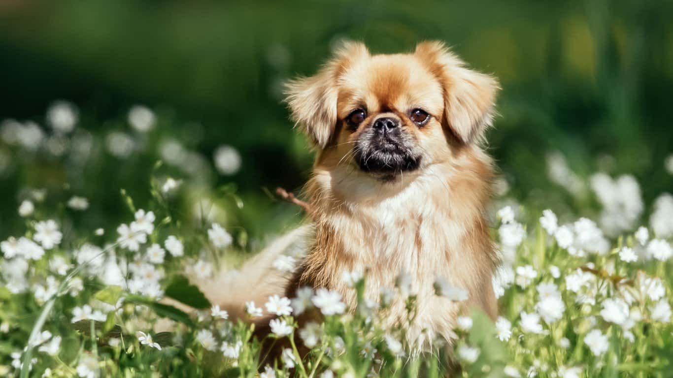 2. Tibetan Spaniel