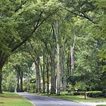North Carolina: Myers Park Historic District (Charlotte, NC)