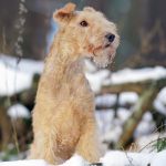 7. Lakeland Terrier