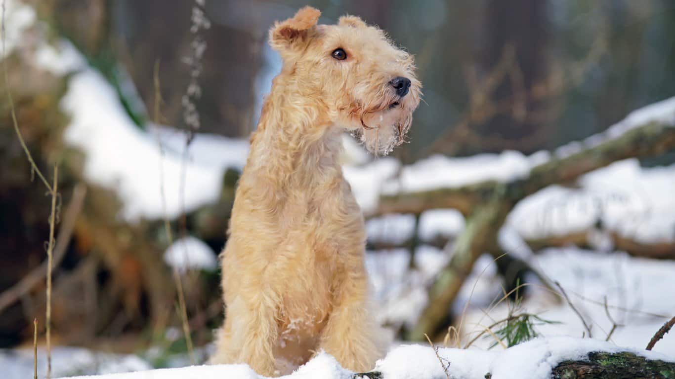 7. Lakeland Terrier