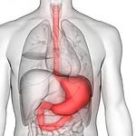 You Can Survive Without a Stomach