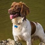 21. Welsh Springer Spaniel
