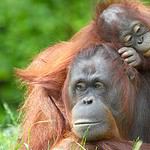 Orangutan