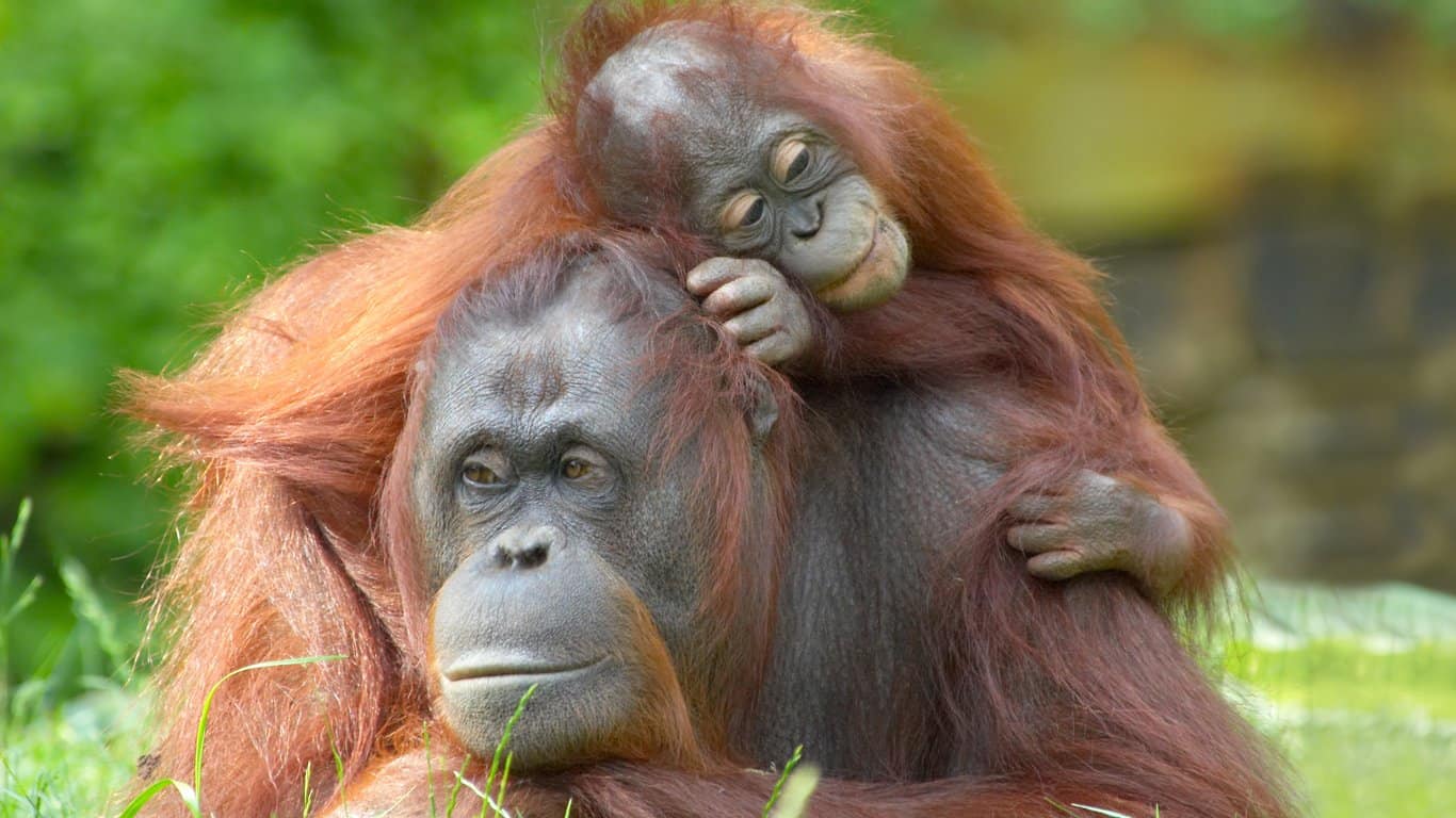 Orangutan