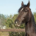 South Carolina – Keeping Horses in Bathtubs