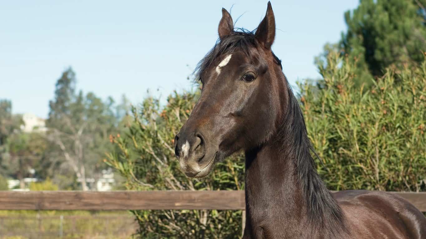 South Carolina – Keeping Horses in Bathtubs