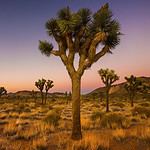 Joshua Trees (United States)