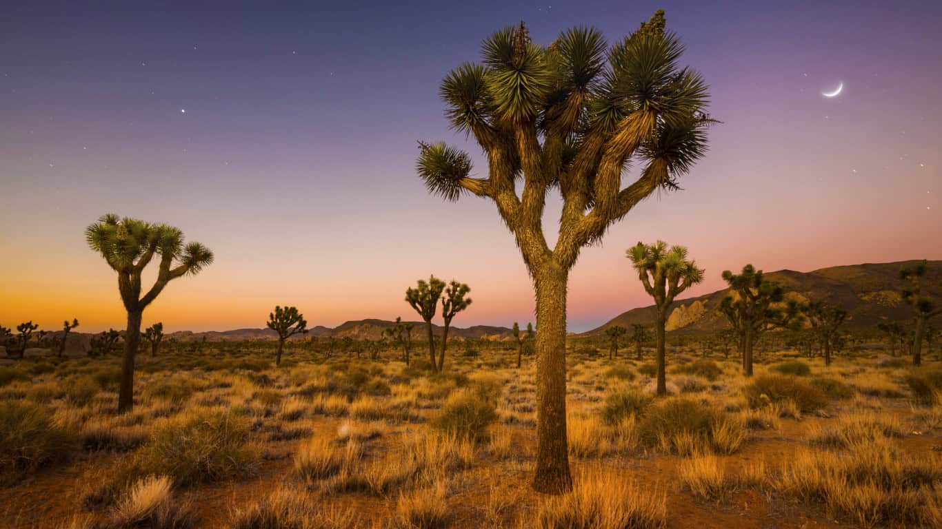 Joshua Trees (United States)
