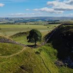 Sycamore Gap Tree (England)