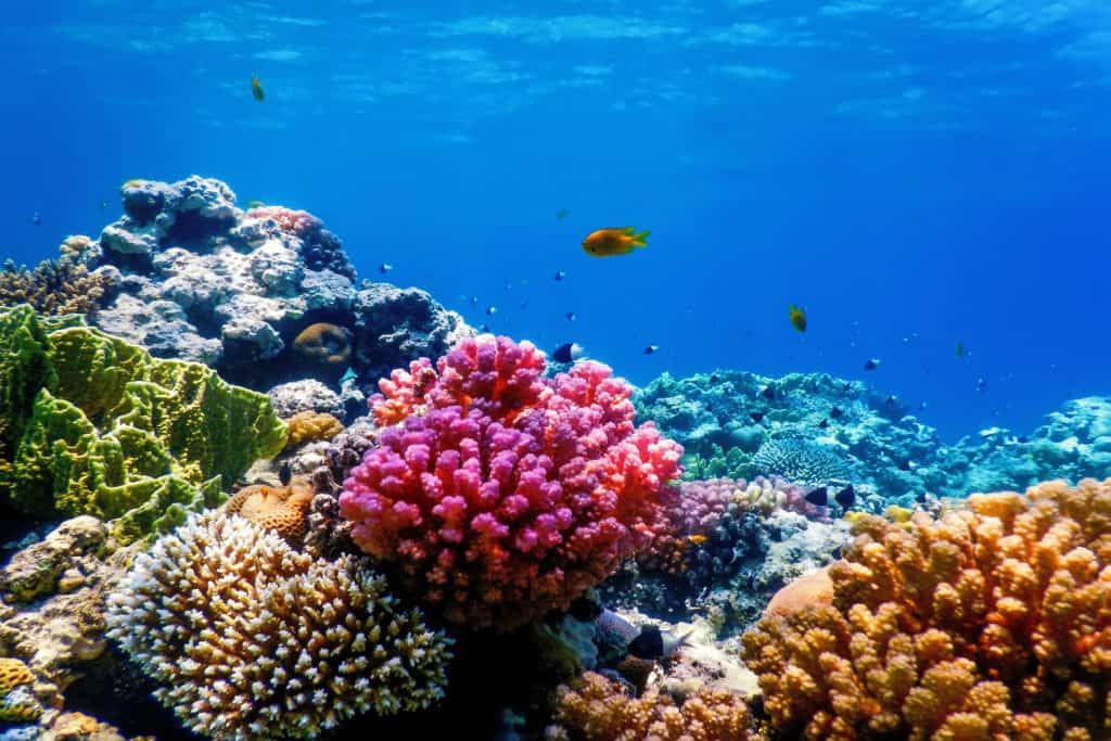 Underwater view of the coral reef, Tropical waters, Marine life