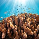 Coral Reefs