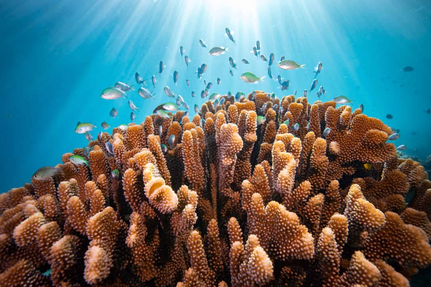 Coral Reefs