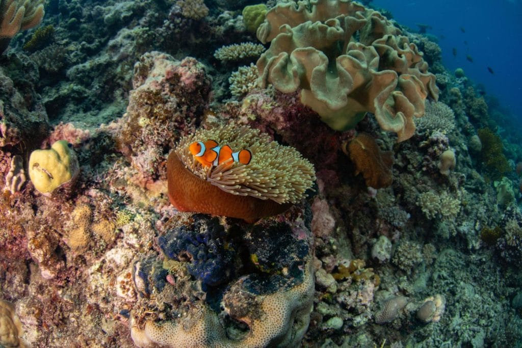 Nemo in great barrier reef