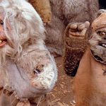"Ewoks: The Battle for Endor" (1985)