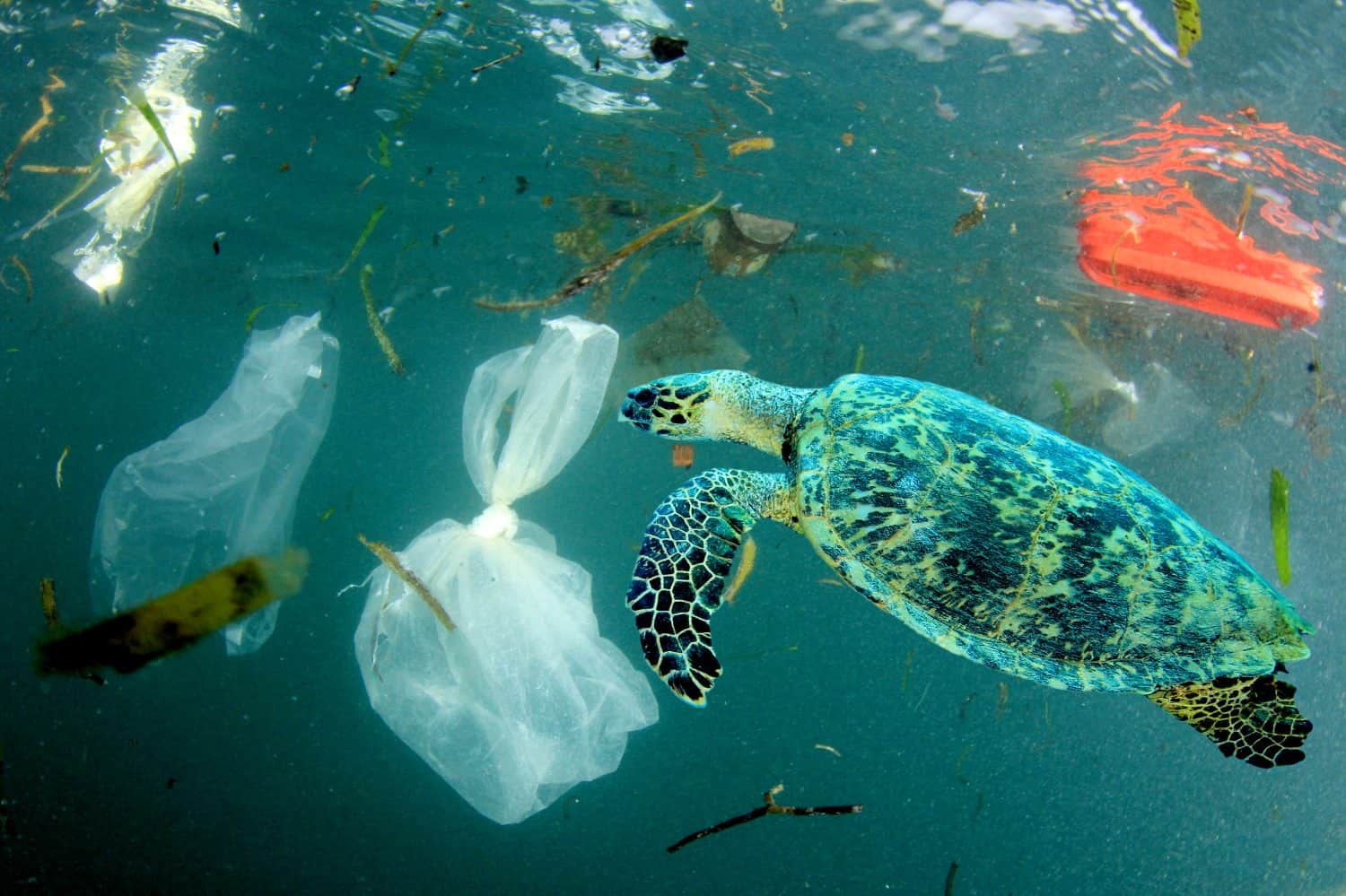 Trash Continues to Find Its way to Our Oceans