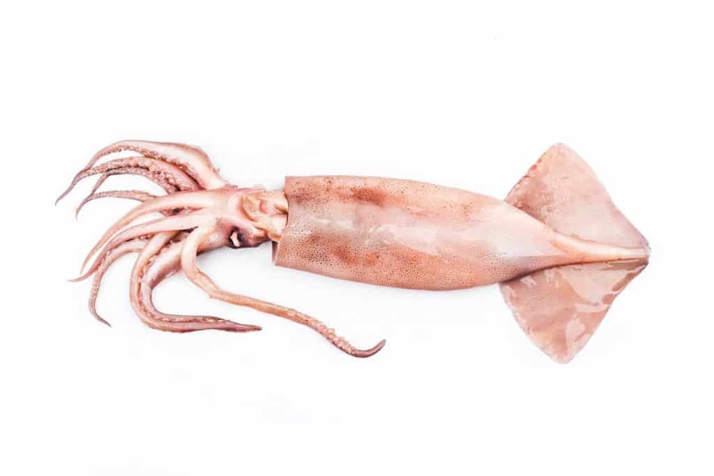 Isolated squid. Top view fresh squid on white background.