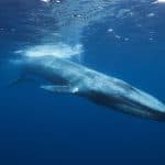 Whales Consume the Most Plastic Of All Animals