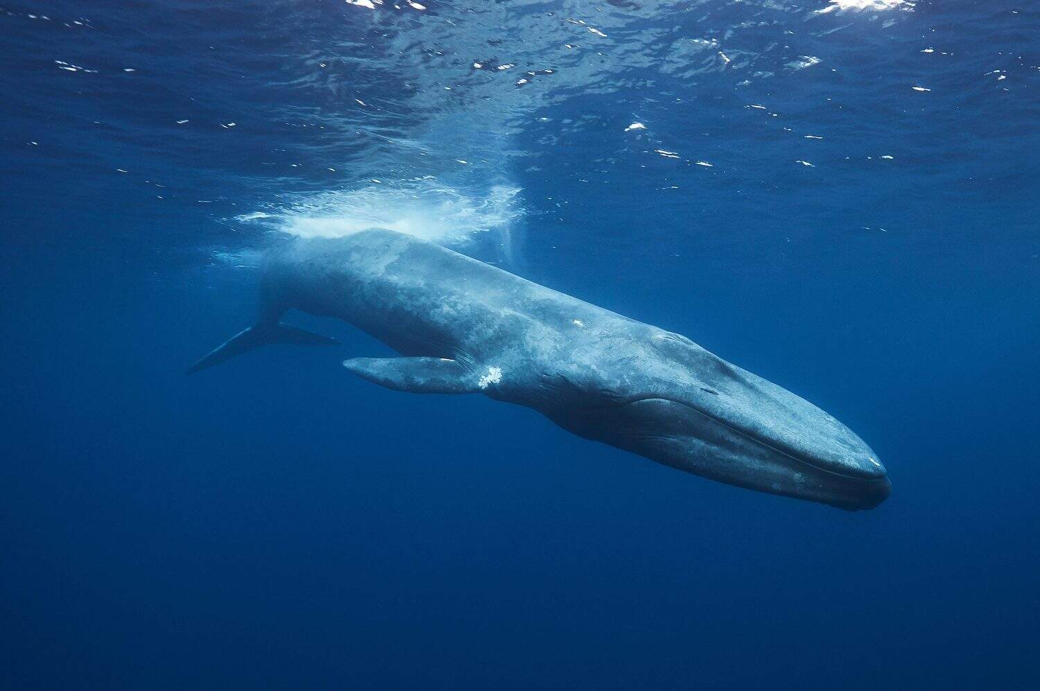 Whales Consume the Most Plastic Of All Animals