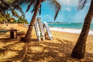 Surfboard and palm tree on the beach, surfing area. Travel adventure and water sport. Beautiful Sri Lanka