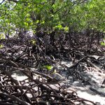 What Are Mangroves?