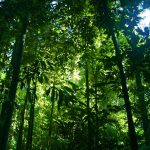 Forests