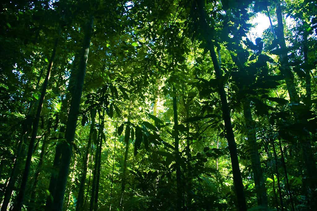 Forests