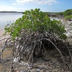 Why Are They Important?