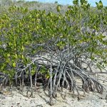 Where Do Mangroves Grow?