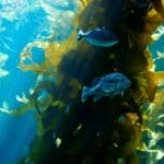 Kelp Forests