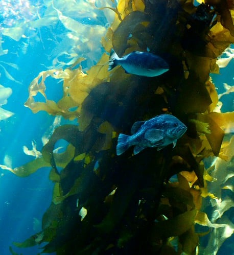 Kelp Forests